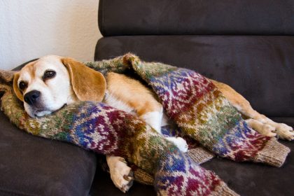 Hund riecht Duft seines verstorbenen Herrchens – kann nicht aufhören mit alter Kleidung zu kuscheln