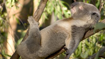 Australien: Tod hunderter seltener Koala-Bären bei Buschfeuer befürchtet