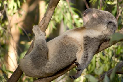 Australien: Tod hunderter seltener Koala-Bären bei Buschfeuer befürchtet