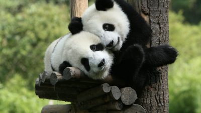 Bunte Hunde in China: Diese „Panda-Babys“ bellen nach dem Besuch im Hundecafé