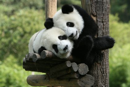 Bunte Hunde in China: Diese “Panda-Babys” bellen nach dem Besuch im Hundecafé