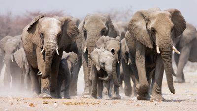 300 trauernde Elefanten kommen zusammen, um sich von ihrem toten Anführer zu verabschieden