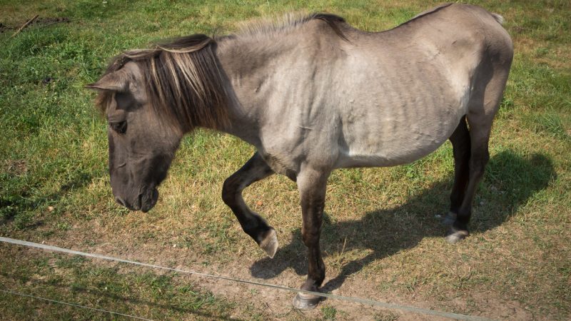 Hungernde Pferde und halb tote Kleintiere – Polizei rettet 320 verwahrloste Tiere vor Tierquälerin