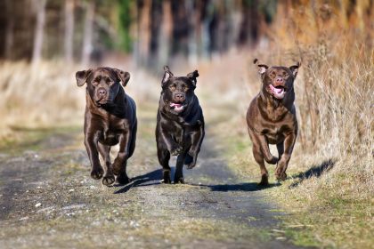Sonntagsmärchen: Das Schneiderlein und die Hunde