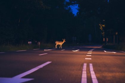 Deutscher Jagdverband: Oktober – Monat mit den meisten Wildunfällen
