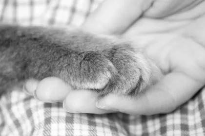 “Händchen haltende” Katze auf ihrer letzten Reise zum Tierarzt berührt Millionen Internet-Nutzer