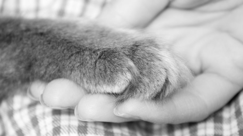 „Händchen haltende“ Katze auf ihrer letzten Reise zum Tierarzt berührt Millionen Internet-Nutzer