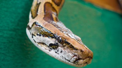 Ausgebüxt: 2,5 Meter langer Python musste eingefangen werden