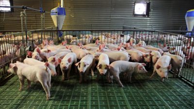 Künast zur Tierhaltung: „In Deutschland werden zu viele Nutztiere gehalten“