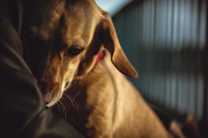 Hunde weinen herzzerreißende “Tränen der Traurigkeit” nachdem sie verstoßen wurden