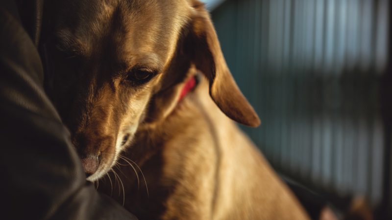 Hunde weinen herzzerreißende „Tränen der Traurigkeit“ nachdem sie verstoßen wurden