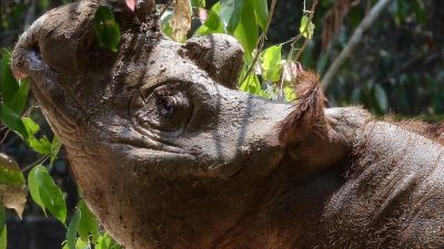 Malaysia will seine Sumatra-Nashörner mit Hilfe von Indonesien retten