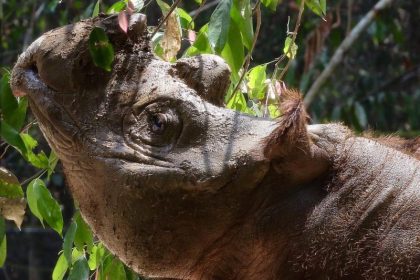 Malaysia will seine Sumatra-Nashörner mit Hilfe von Indonesien retten