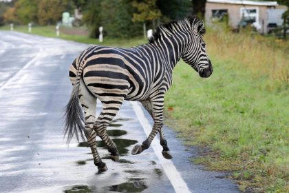Ausgebüxtes Zirkus-Zebra “Pumba” erschossen – Augenzeugen empört
