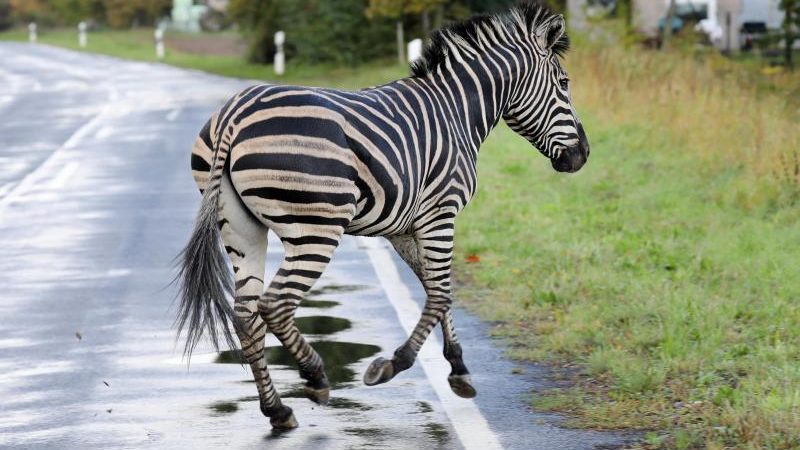 Ausgebüxtes Zirkus-Zebra „Pumba“ erschossen – Augenzeugen empört