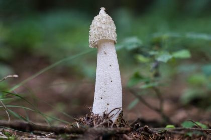 Pilz-Jury: Die Stinkmorchel ist Pilz des Jahres 2020