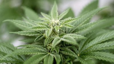 Deutsche Ärzteschaft warnt vor Risiken bei Legalisierung von Cannabis