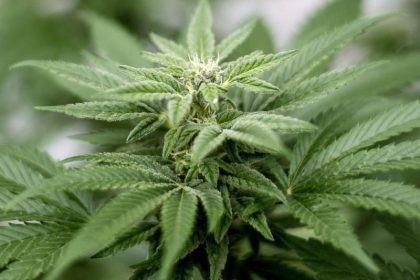 Cannabis-Konsum: Mit Häufigkeit und THC-Gehalt steigt Risiko für Psychosen