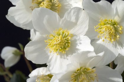 Du bist wie eine Blume – Von Heinrich Heine