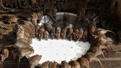 Der Schwarze Tod in China: Ausbreitung der Pest befürchtet – Ratten in Xilin Gol außer Kontrolle