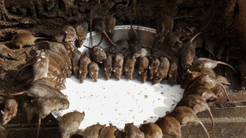 Der Schwarze Tod in China: Ausbreitung der Pest befürchtet – Ratten in Xilin Gol außer Kontrolle