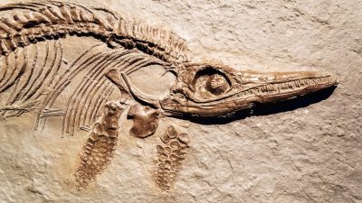 Der Ichthyosaurus – Von Joseph Victor von Scheffel 