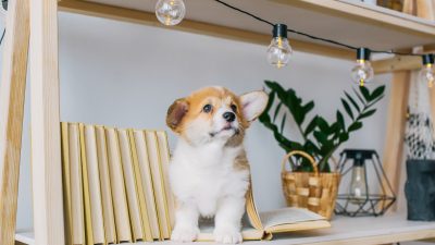 Des Pudels Kern: Wie viele Hunde sind nötig, um eine Glühbirne zu wechseln?