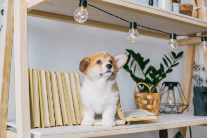 Des Pudels Kern: Wie viele Hunde sind nötig, um eine Glühbirne zu wechseln?