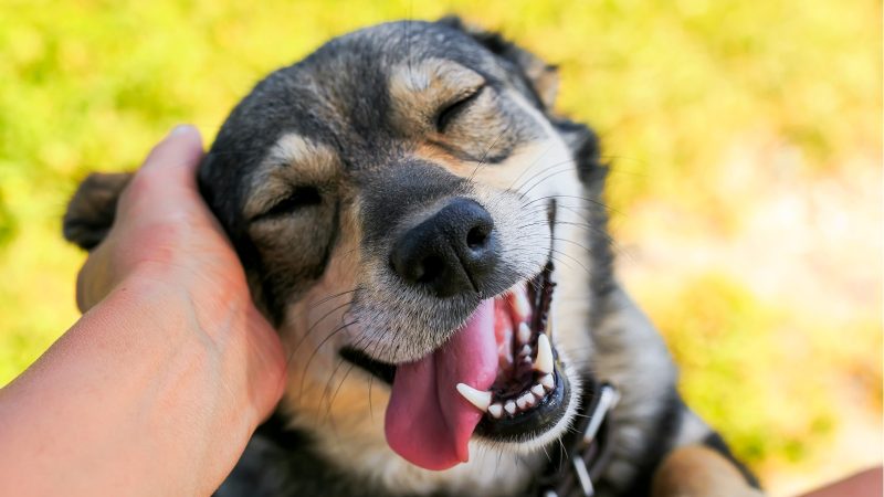 Gebiss eines Mannes geht im Schlaf verloren – Dann muss sein Hund plötzlich urkomisch lächeln