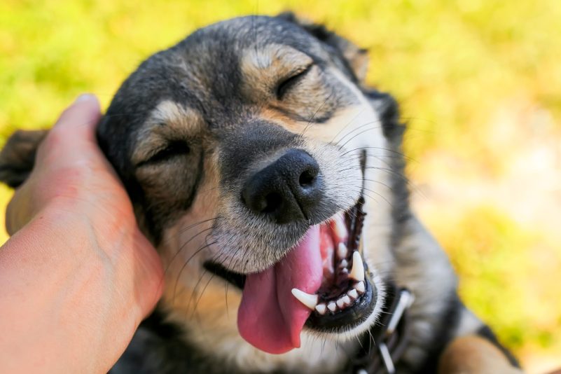 Gebiss eines Mannes geht im Schlaf verloren – Dann muss sein Hund plötzlich urkomisch lächeln
