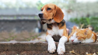 Sonntagsmärchen: Wie Hund und Katze Feinde wurden