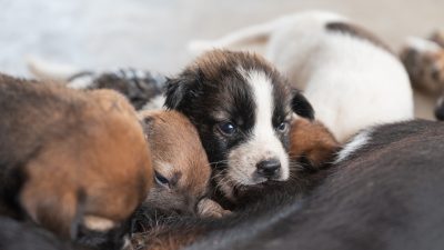 Irland: Ausgesetzte Hunde-Mama mit ihren säugenden Welpen von Zaun und schwerer Kette befreit