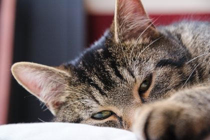 Zu dicker Kater: Russe verliert Bonusmeilen nach falschem Check-In