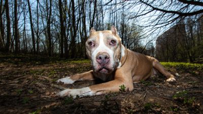 Im Park ausgesetzt: „Kampfhund“-Pitbull wärmt sterbende Gefährtin bis Hilfe kommt