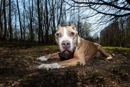 Im Park ausgesetzt: “Kampfhund”-Pitbull wärmt sterbende Gefährtin bis Hilfe kommt