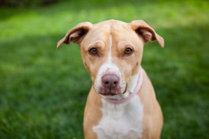 Junge Pitbull-Hündin zum Sterben ausgesetzt – Tierretter gaben ihr eine zweite Chance