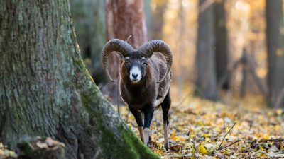 Nach Gerichtsurteil: Mufflons im Bielefelder Stadtwald droht der Abschuss