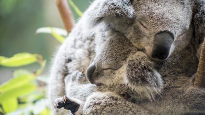Herzerwärmende Geste: Baby-Koala umarmt seine Mutter während einer lebensrettenden OP