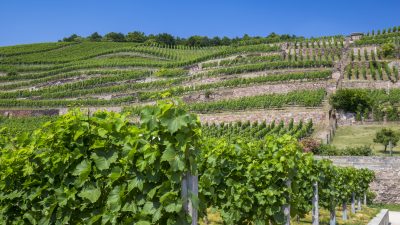 Exportschlager: Sächsischer Wein – Ein Baumaschineningenieur folgt seiner Leidenschaft