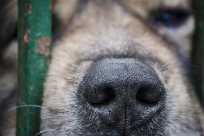 US-Senat beschließt strenges Tierschutzgesetz: Tierquälerei gilt als schwere Straftat