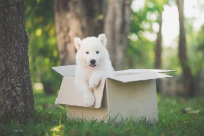 Hunde vs. Postboten – Herrchen entdeckt unerwartete Freundschaft auf Überwachungsvideo