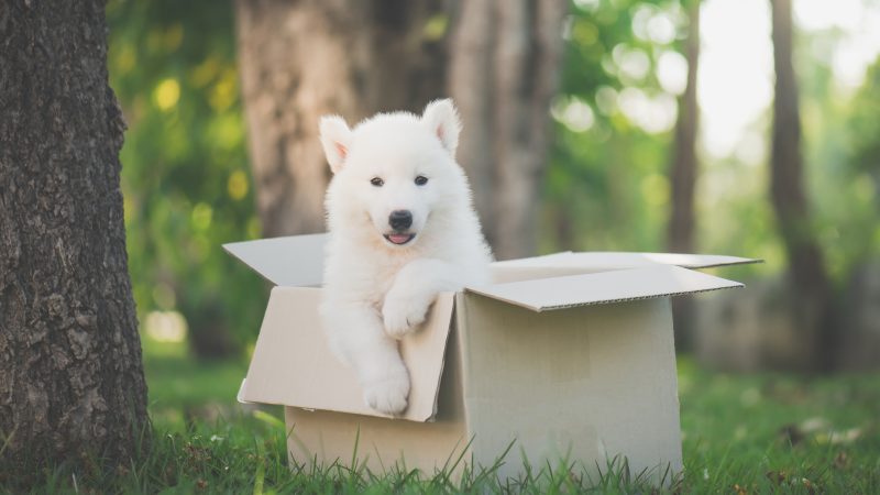 Hunde vs. Postboten – Herrchen entdeckt unerwartete Freundschaft auf Überwachungsvideo