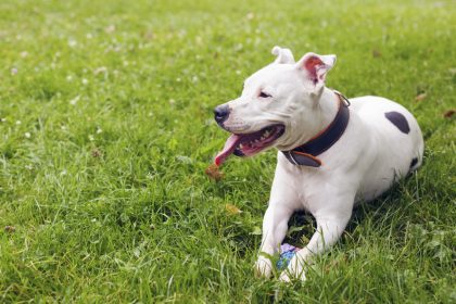 Weggeworfen wie eine alte Matratze – Hund “Boo” wartete auf seine Familie die ohne ihn fortzog