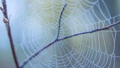 Der Spinne abgeschaut: Klebstoff für feuchte Räume oder im Außenbereich
