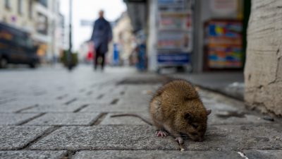 China startet Rattenvernichtungsaktion nach viertem Pest-Fall – zwei Patienten in Lebensgefahr