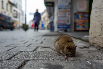 China startet Rattenvernichtungsaktion nach viertem Pest-Fall – zwei Patienten in Lebensgefahr