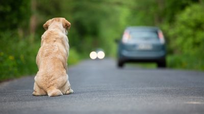 Thailand: Loyaler Hund wartet vier Jahre am Straßenrand, bevor ihn sein Besitzer findet