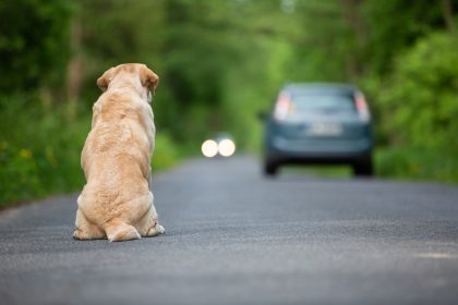 Thailand: Loyaler Hund wartet vier Jahre am Straßenrand, bevor ihn sein Besitzer findet
