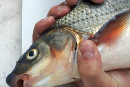 „Die Nase“ wird zum Fisch des Jahres 2020