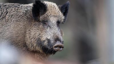 Export in Gefahr: Afrikanische Schweinepest kommt Deutschland immer näher